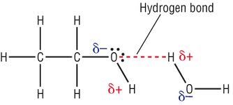 ethanol water emulsion test lipids soluble hydrogen between alcohol bonding bond molecules alcohols principle question food following socratic polar biology